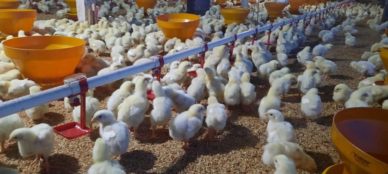 Apa saja faktor yang mempengaruhi pertumbuhan ayam Berkah Chicken